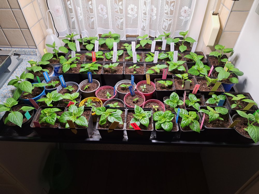 Chilipflanzen 050323 01.jpg