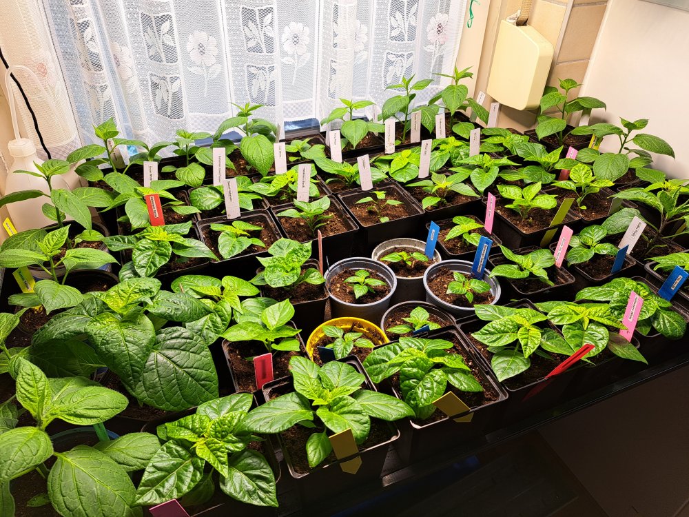 Chilipflanzen 100323 01.jpg