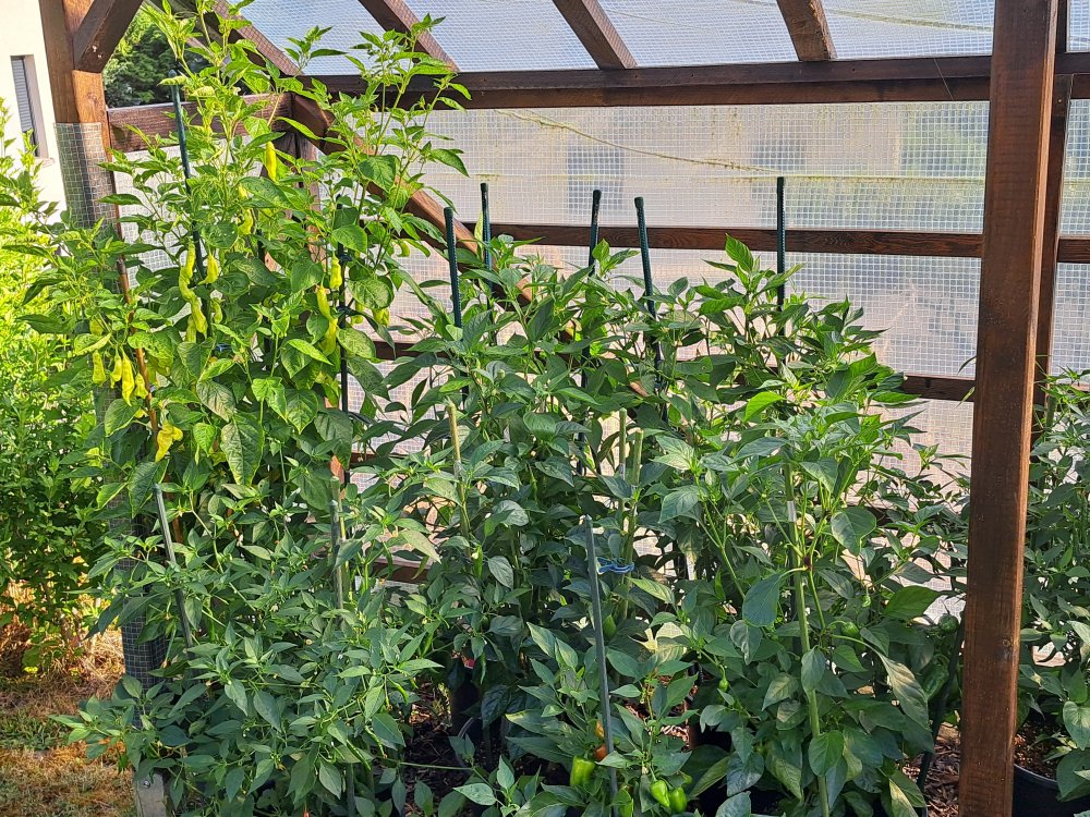 Chilipflanzen 160723 07.jpg
