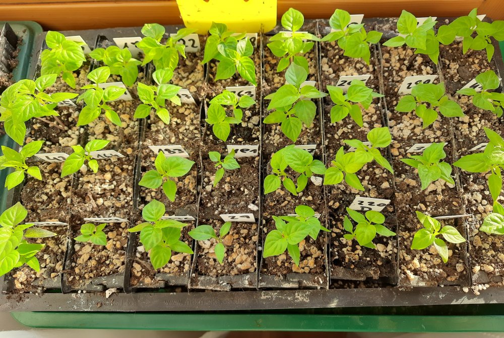 Chilis 23_12_2022.jpg