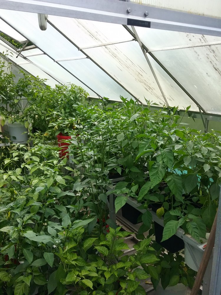 Chilis Update 22.7.2017