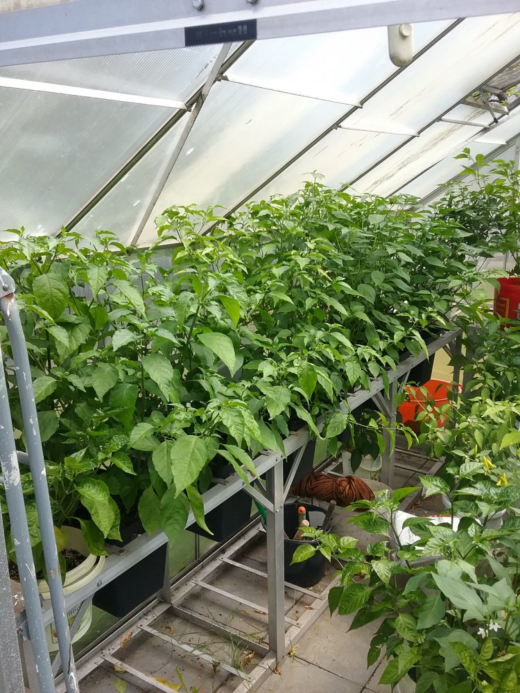 Chilis Update 22.7.2017