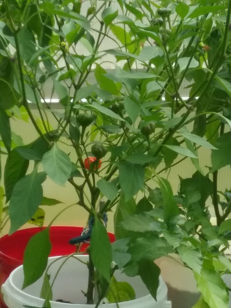 Chilis Update 22.7.2017