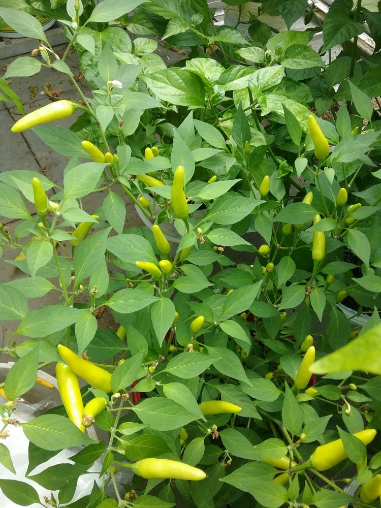 Chilis Update 22.7.2017