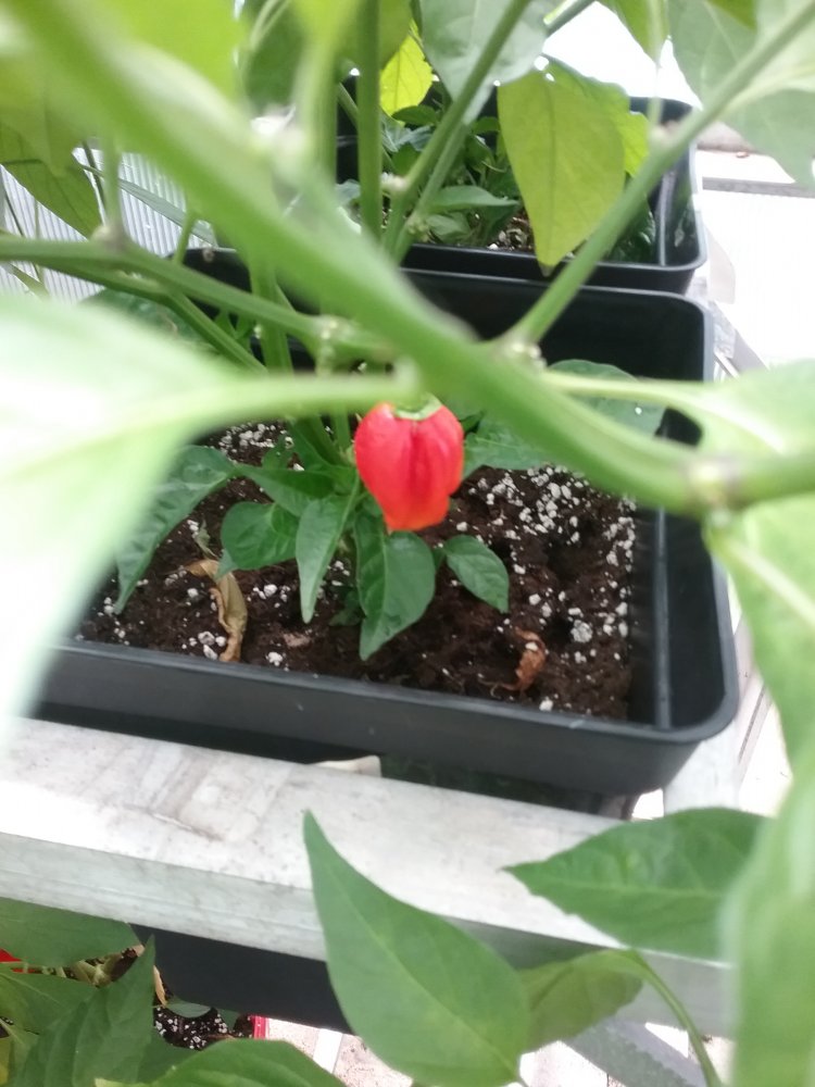 Chilis Update 22.7.2017