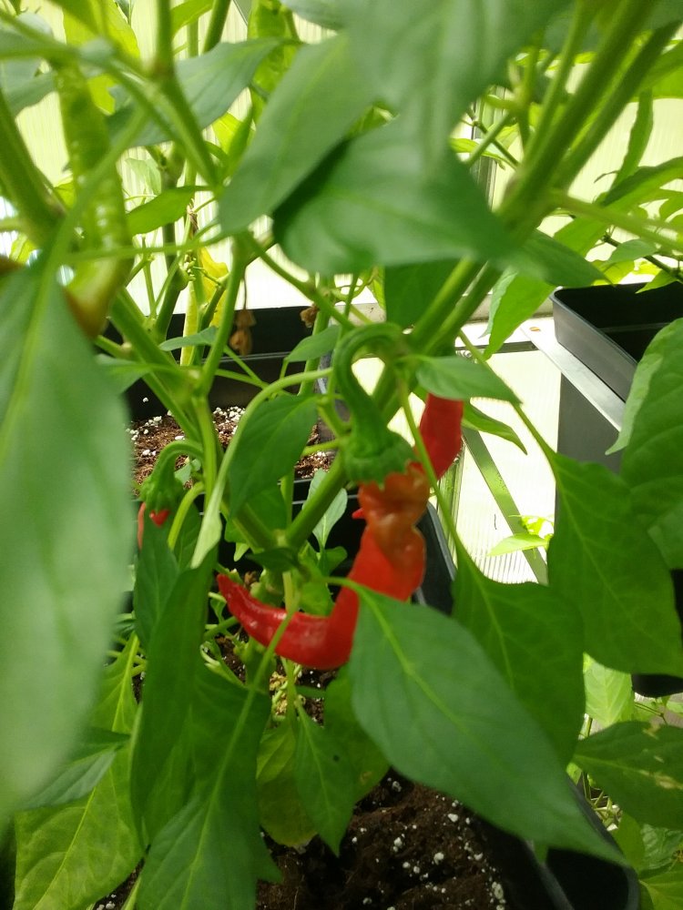 Chilis Update 22.7.2017