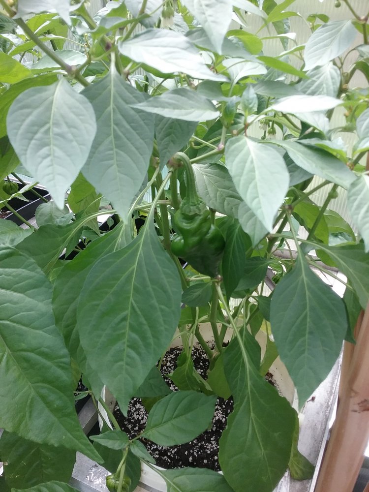 Chilis Update 22.7.2017