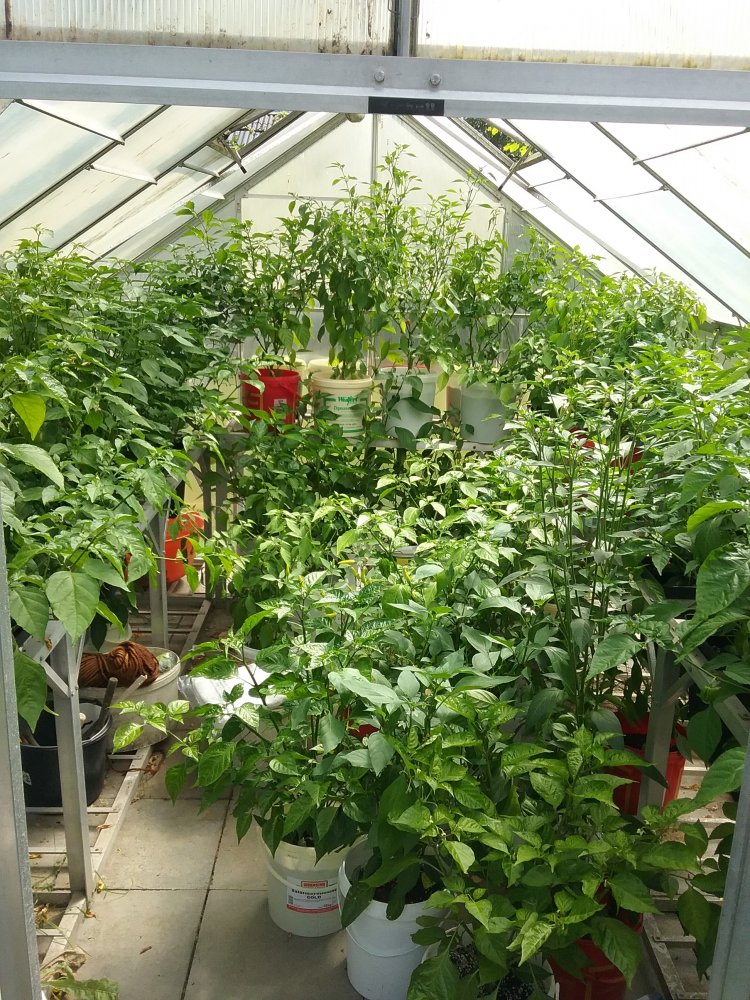 Chilis Update 22.7.2017