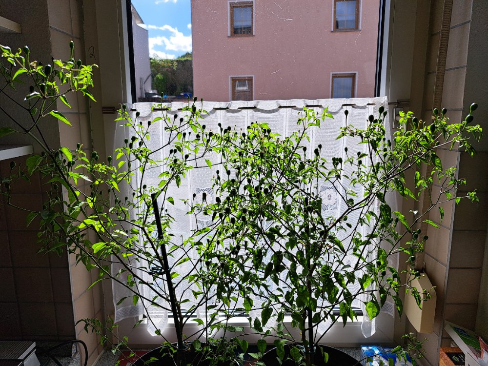 Chiltepin 160925 01.jpg
