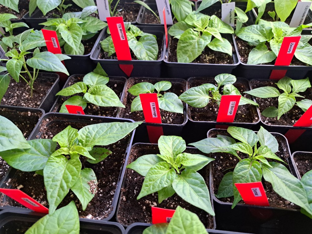 Chinensen 010326.jpg