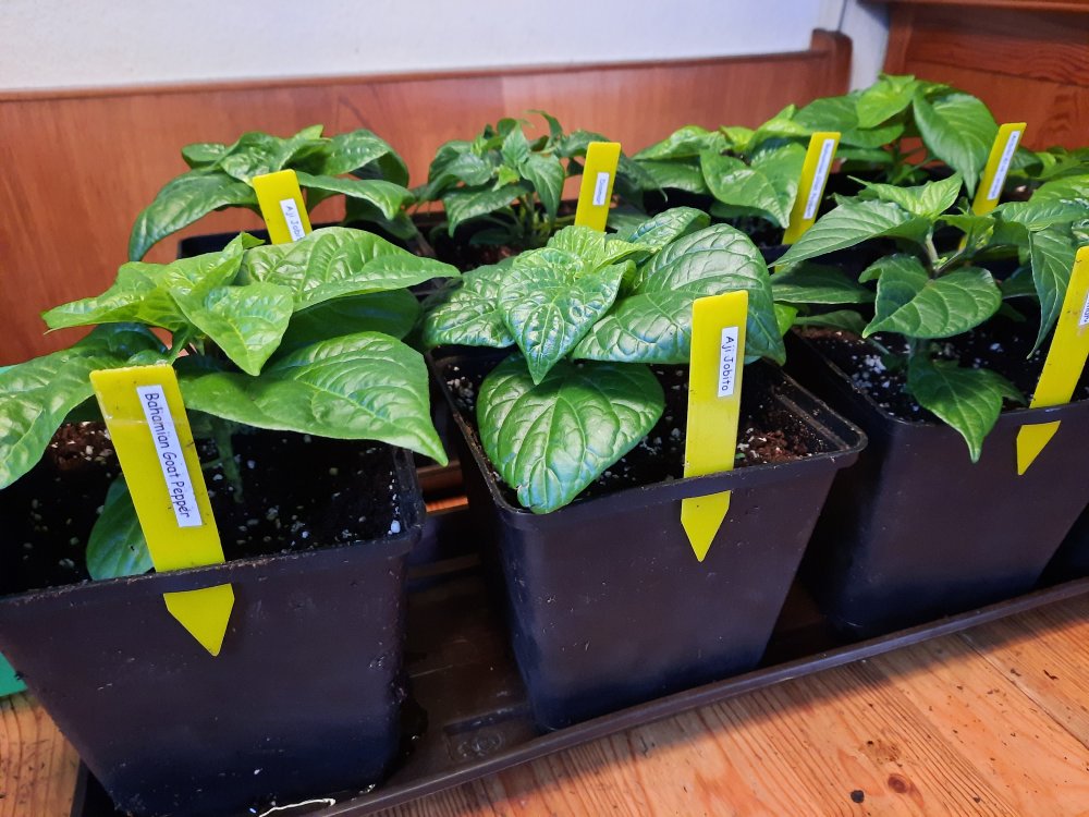 Chinensen 26022021 04