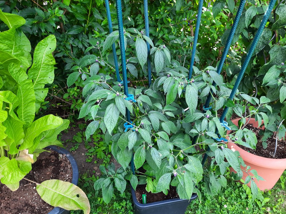 Chocolate Rocoto xPS 110722a.jpg