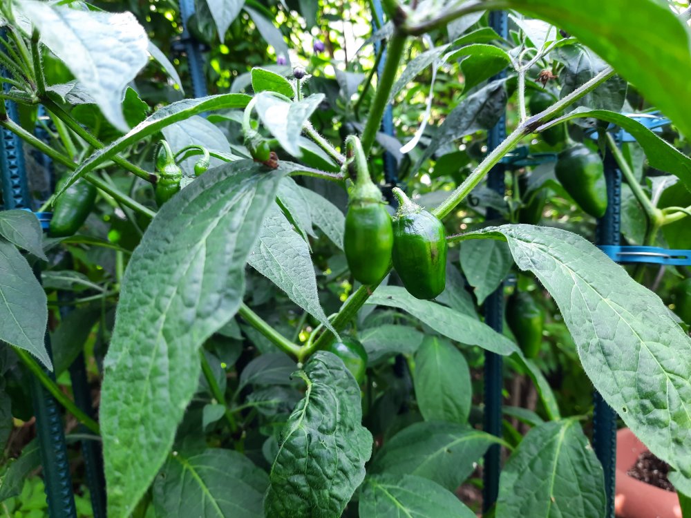 Chocolate Rocoto xPS 110722b.jpg