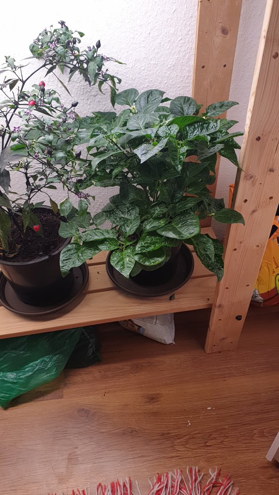 Chocolate scotch bonnet