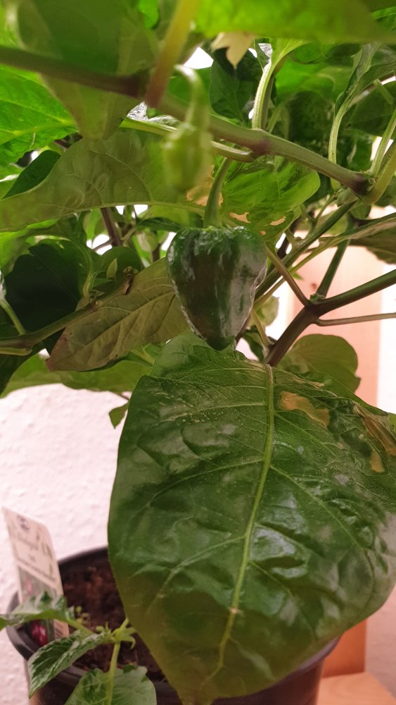 Chocolate scotch bonnet