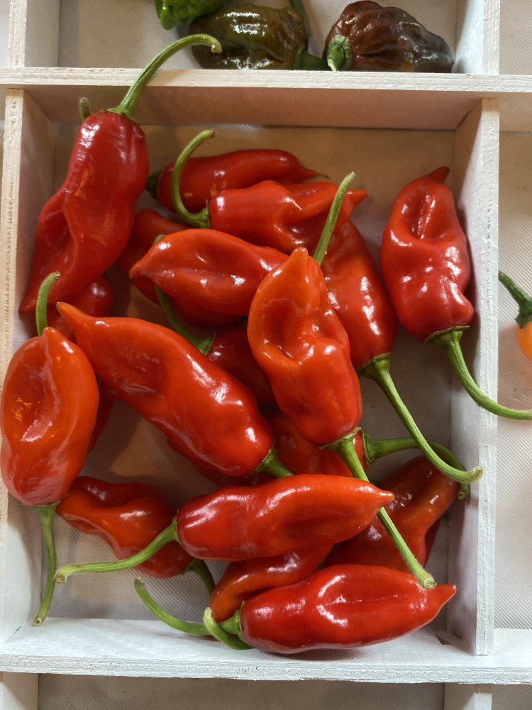 Clavo Red Chiliforum ChiliPepper.de