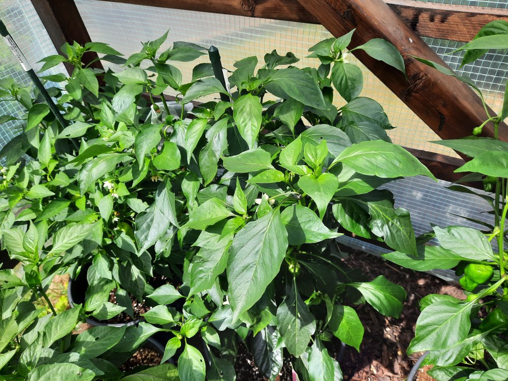 Corno di Toro giallo 090722a.jpg