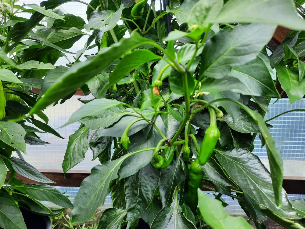 Corno di Toro giallo 090722b.jpg