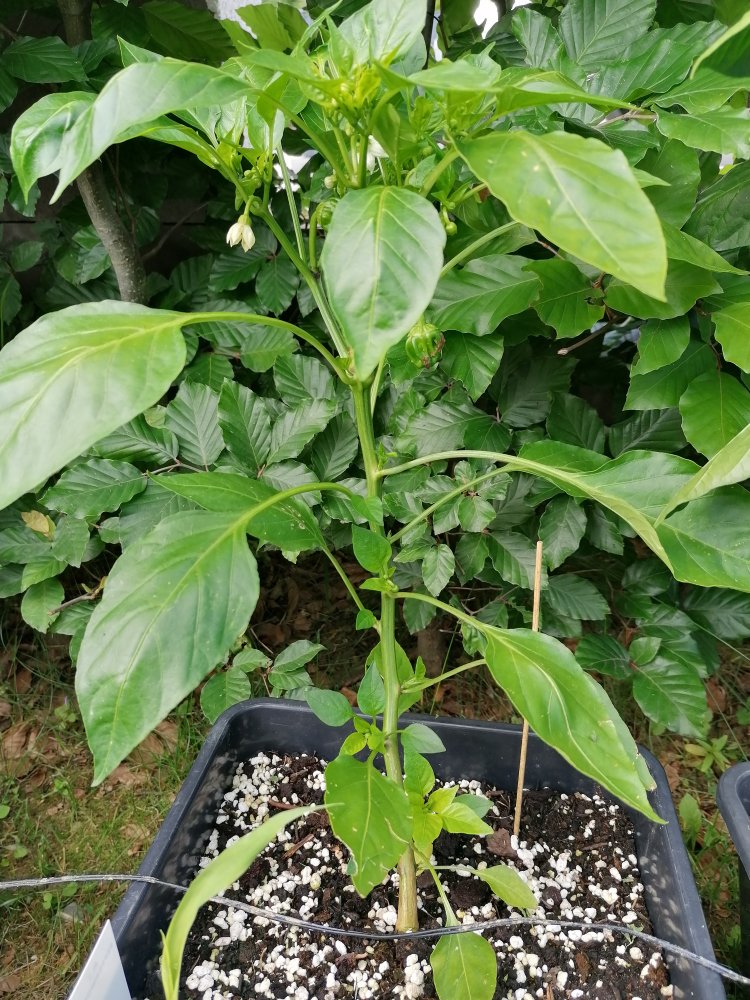 Criolla de Cocina.jpg