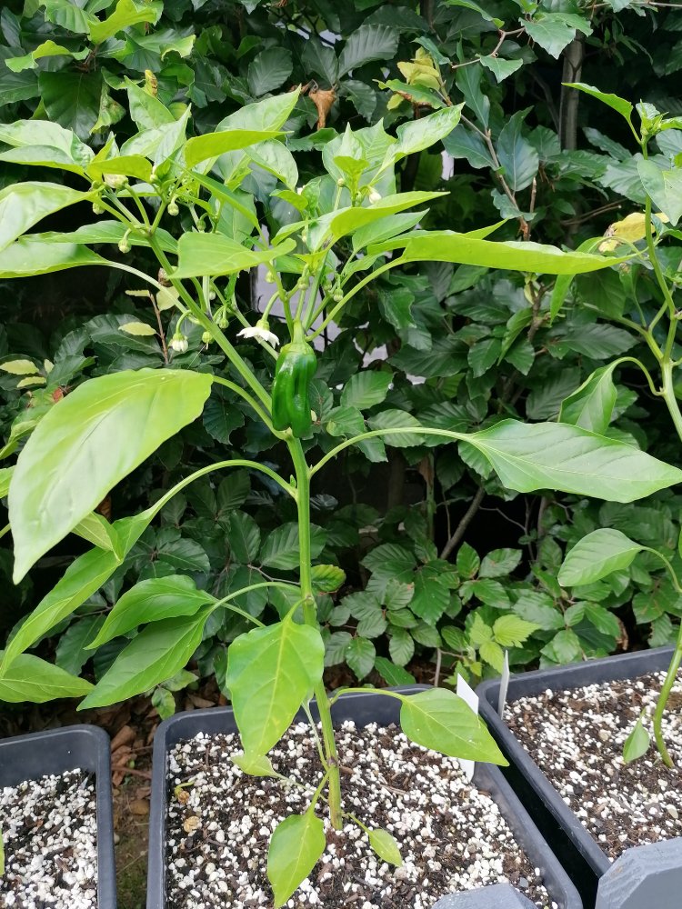 Criolla de Cocina1.jpg