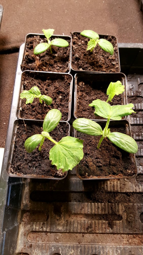Cucumis Sativus