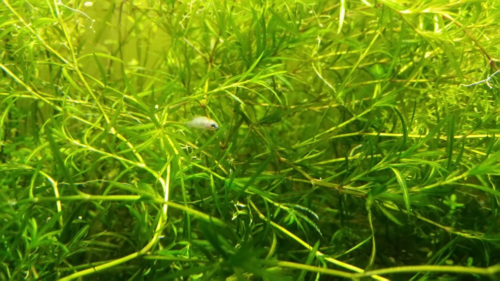 Dario Dario Weibchen im Nixkraut