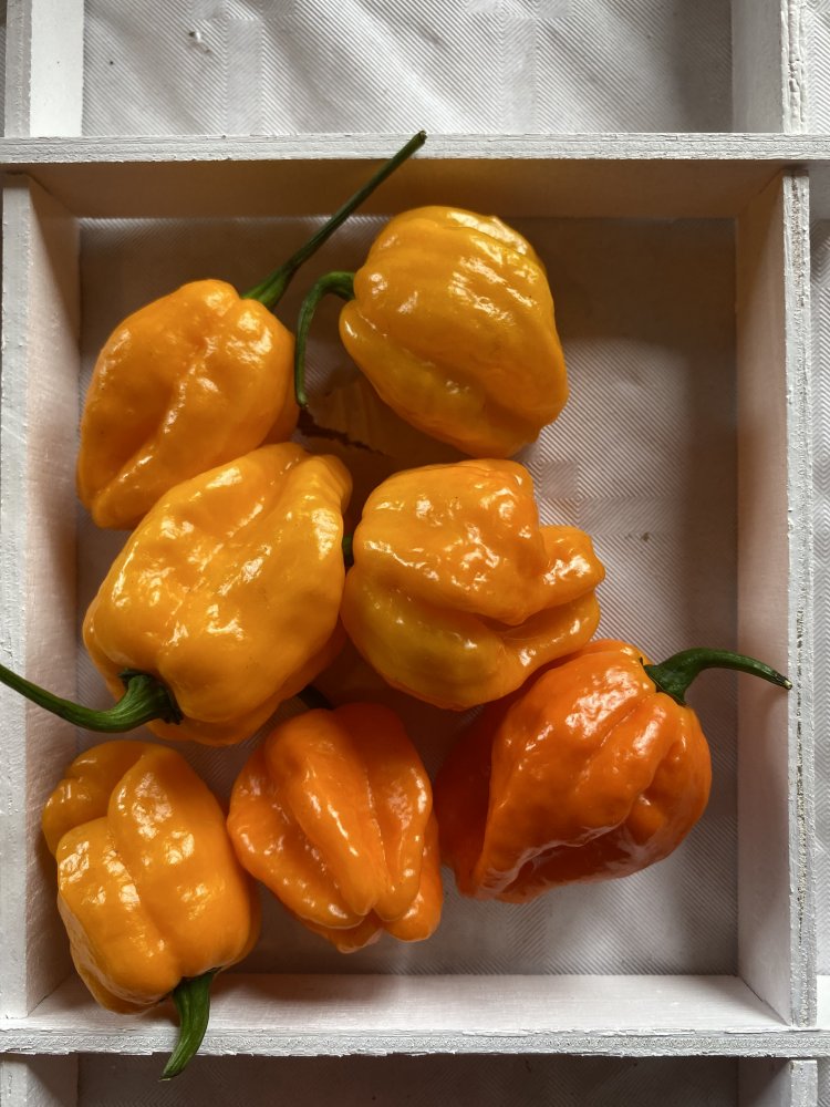 Datil X Limon