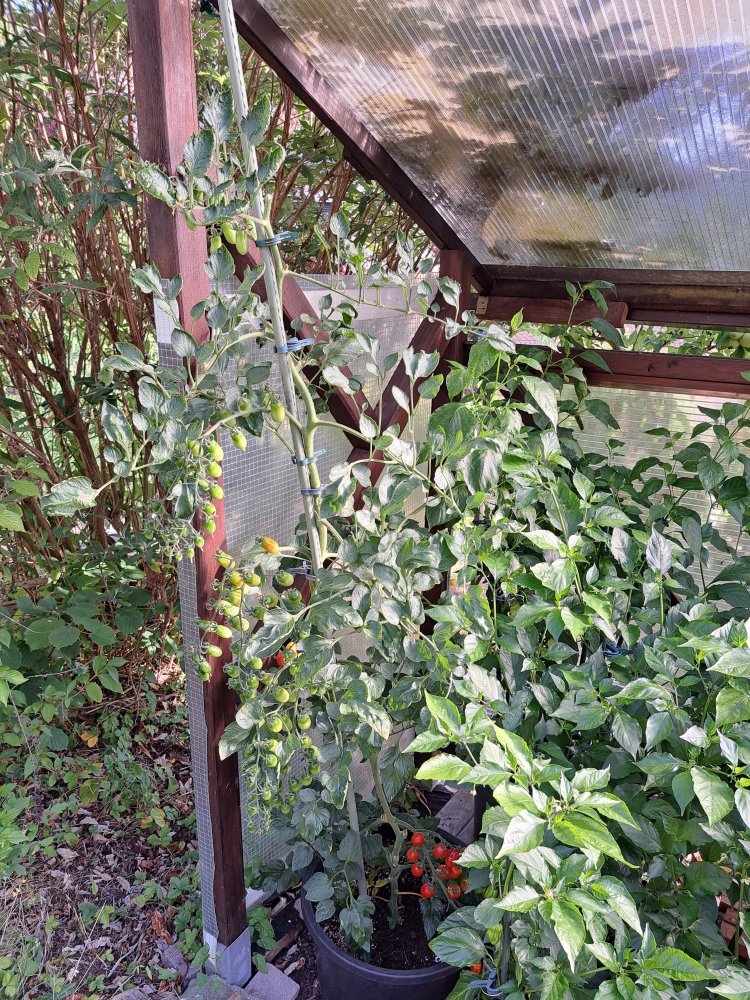 Datteltomate 160723 01.jpg