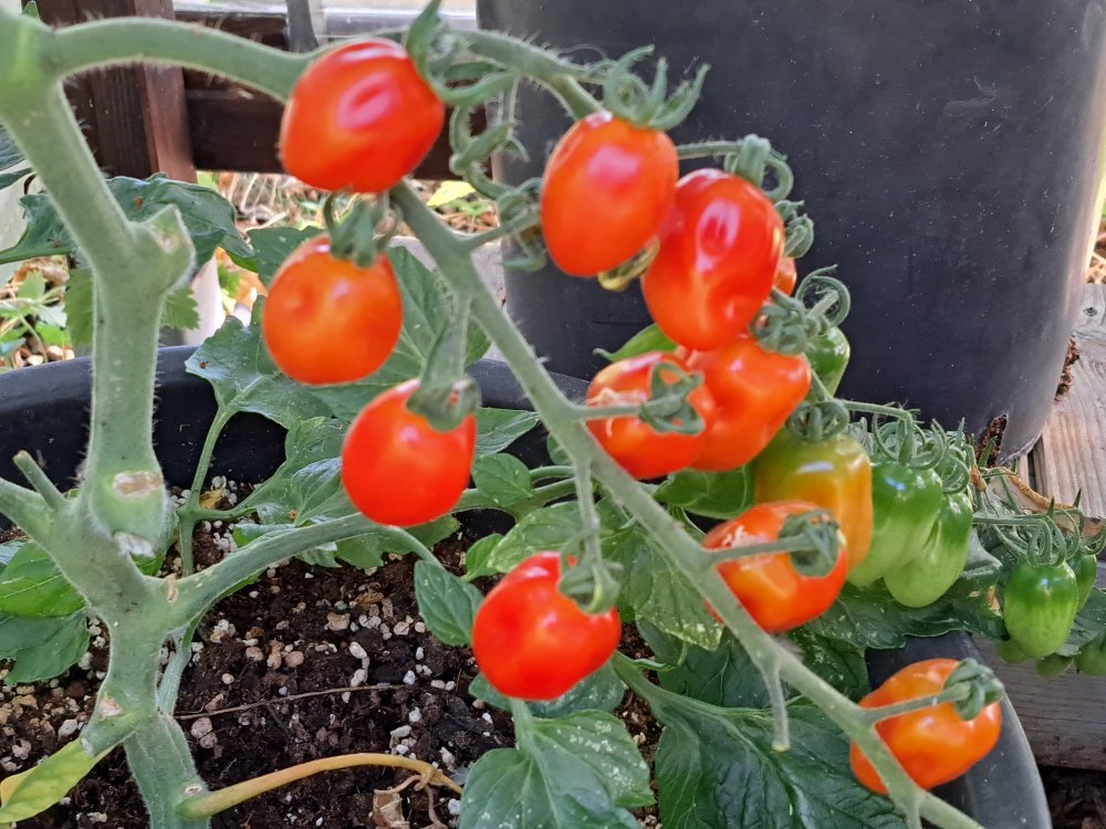 Datteltomate 160723 02.jpg