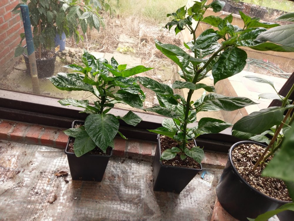 Die beiden noch unbekannten Nachzügler