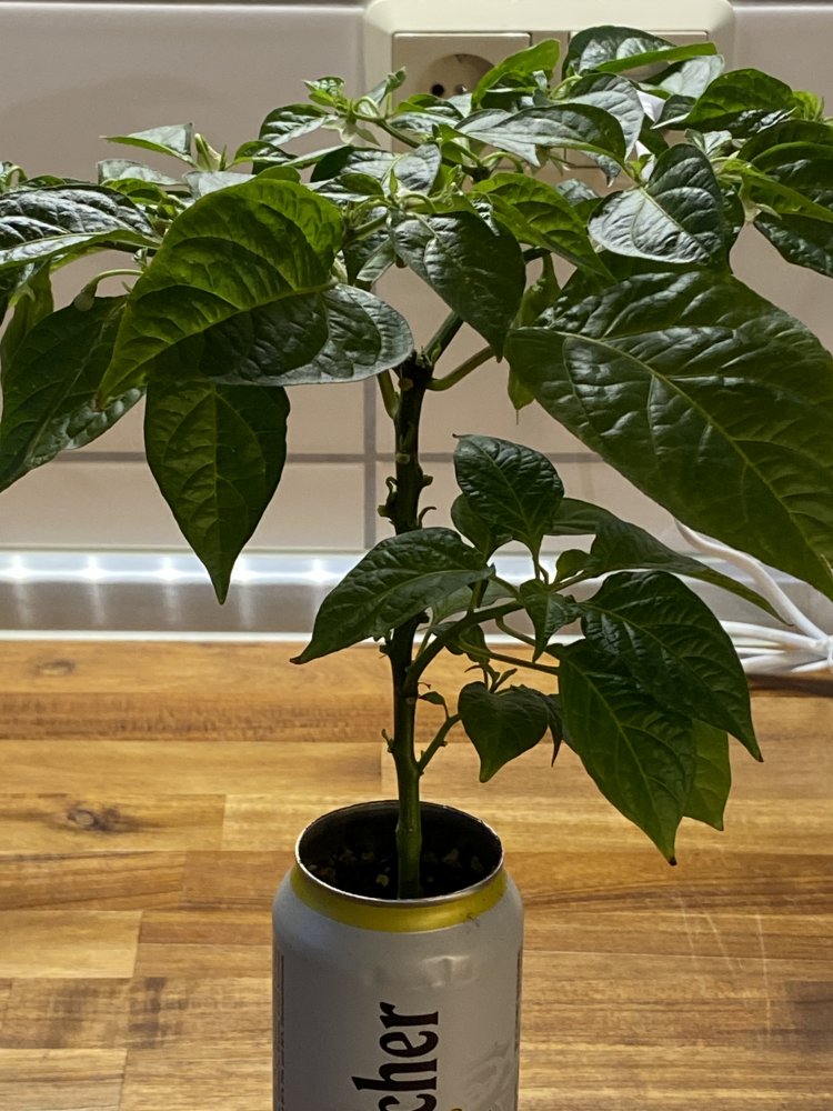 Dosenchili, Golden Limon F8