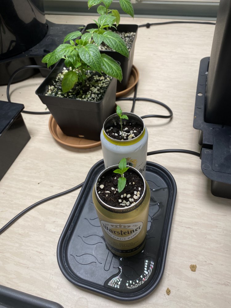 Dosenchilis und Cabe Gondol