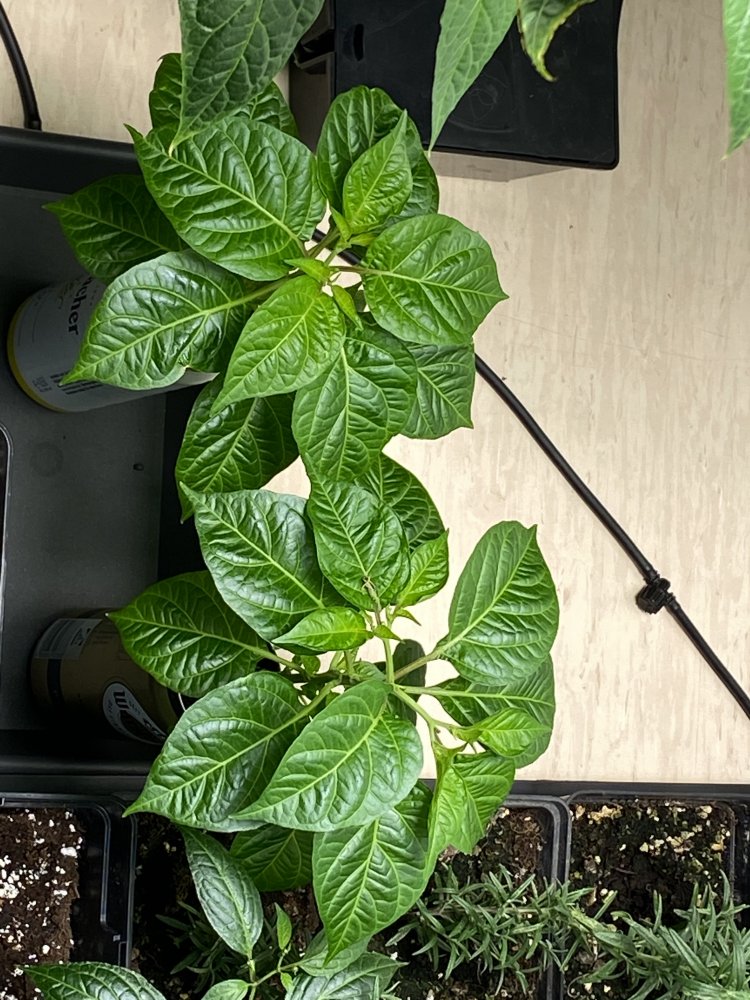 Dosenchilis