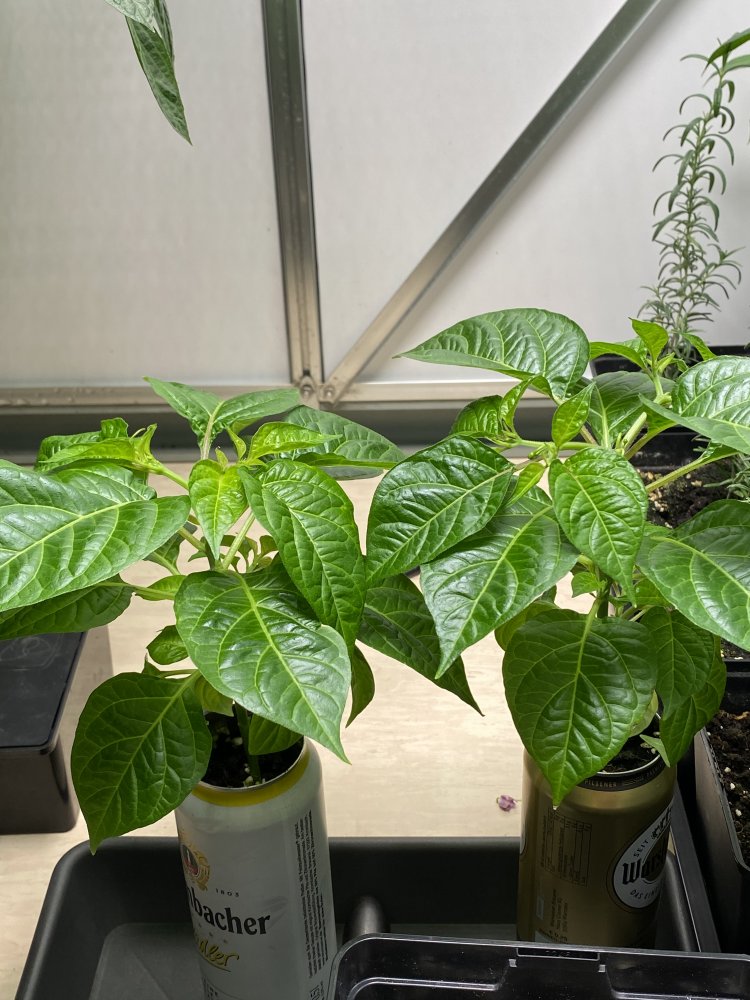 Dosenchilis
