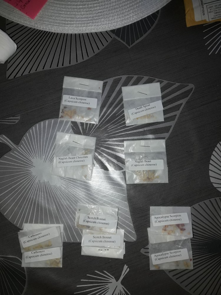 "Duffyngton Post" (2)