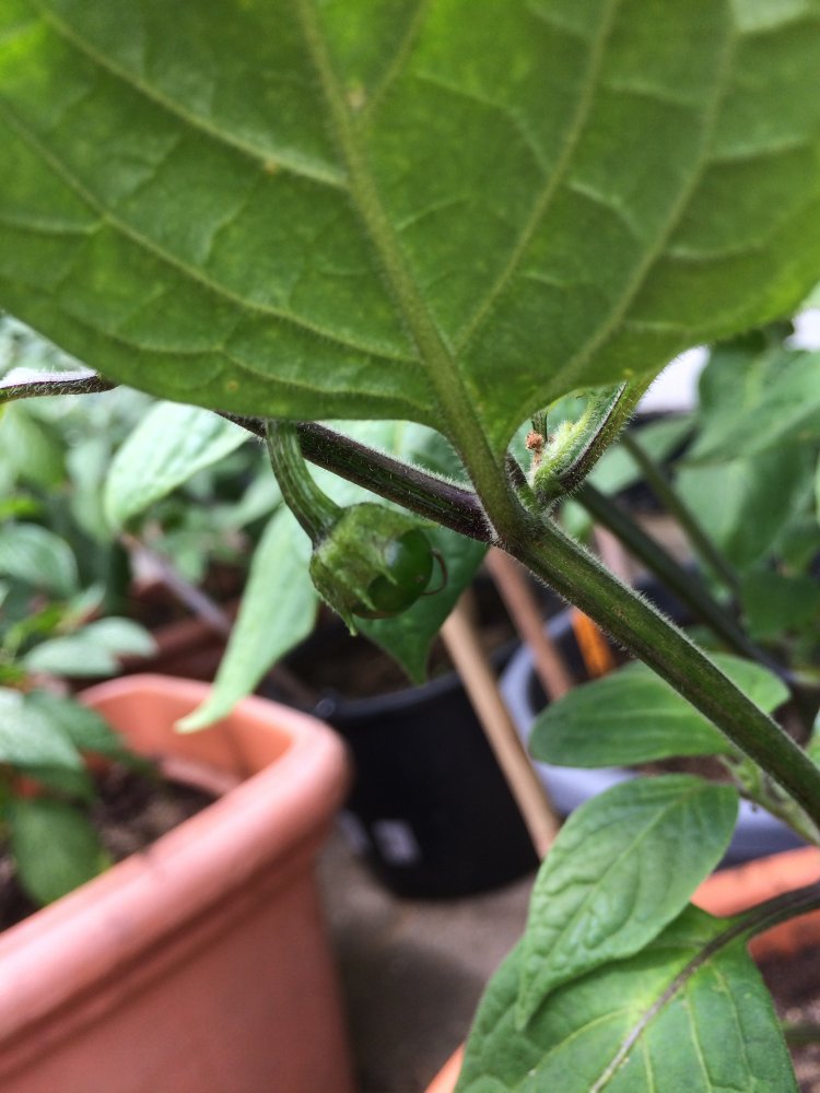 E6CCE37F-E267-41F2-8D04-35DA4533D5D2