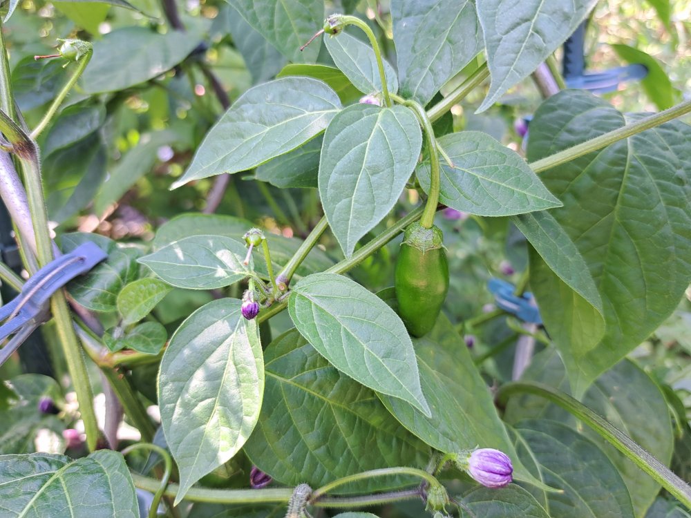 Ecuadorian Red Pepper for Hell 230623 02.jpg