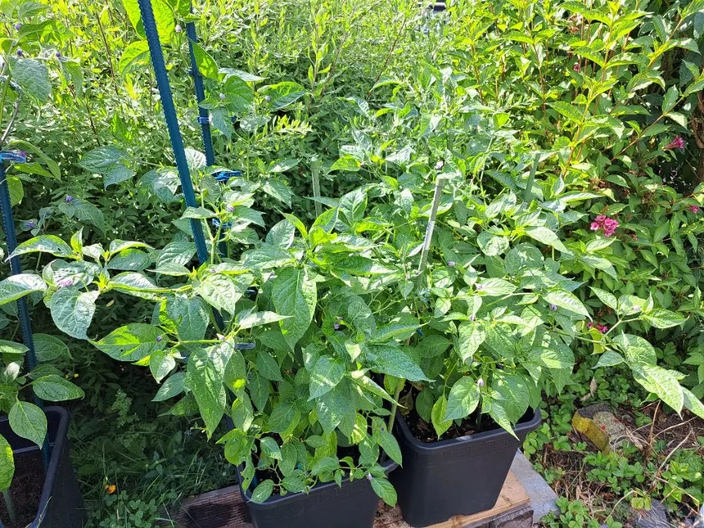 Ecuadorian Red Pepper for Hell 290626.webp