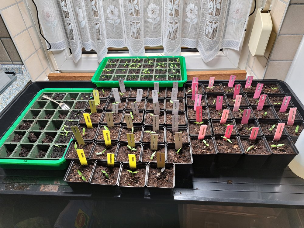 Eintopfen 270123.jpg