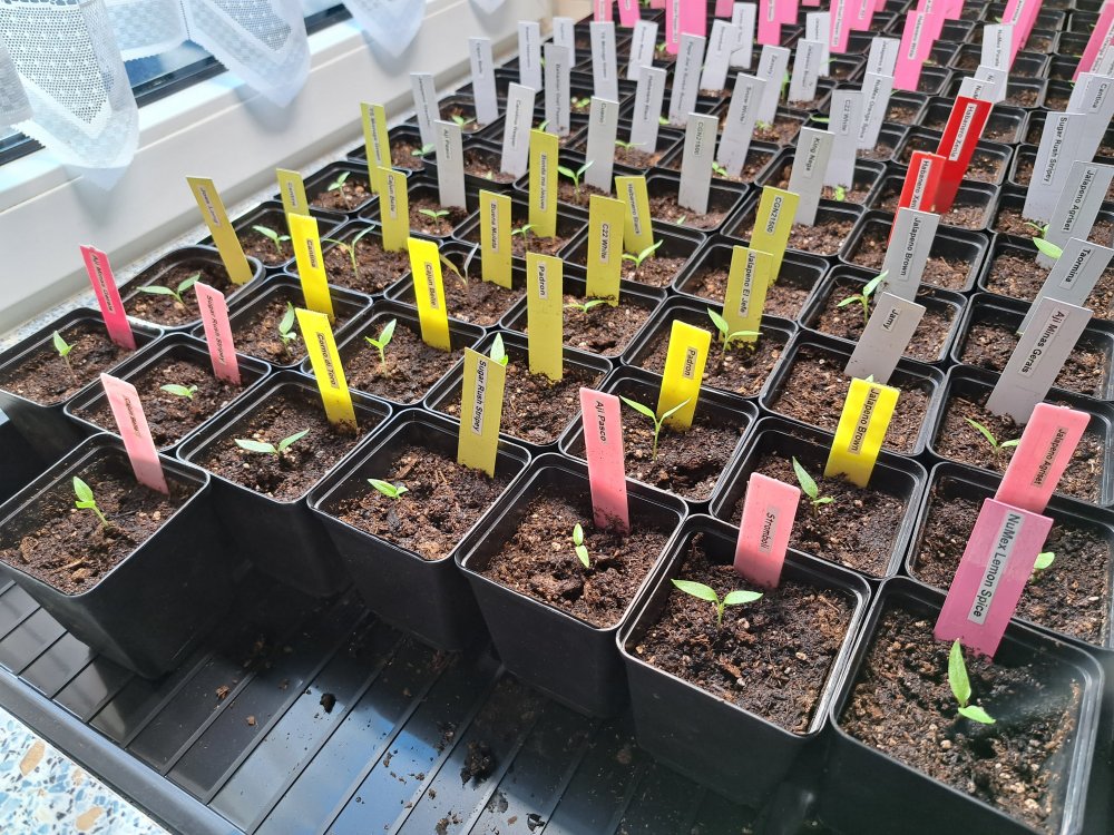 Eintopfen 290123 02.jpg