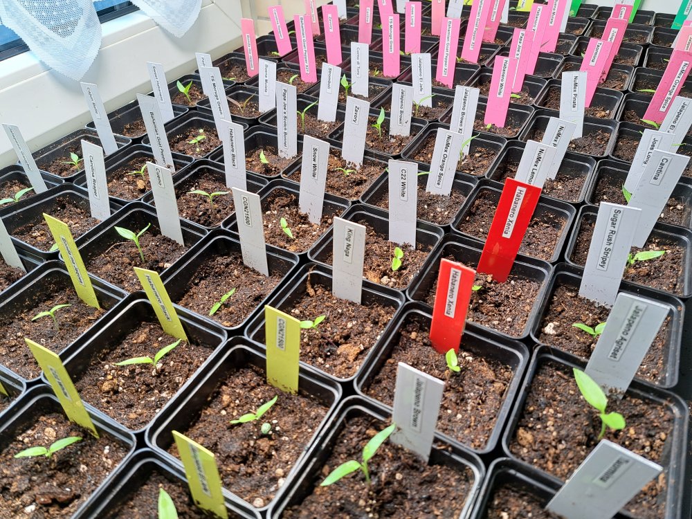 Eintopfen 290123 03.jpg