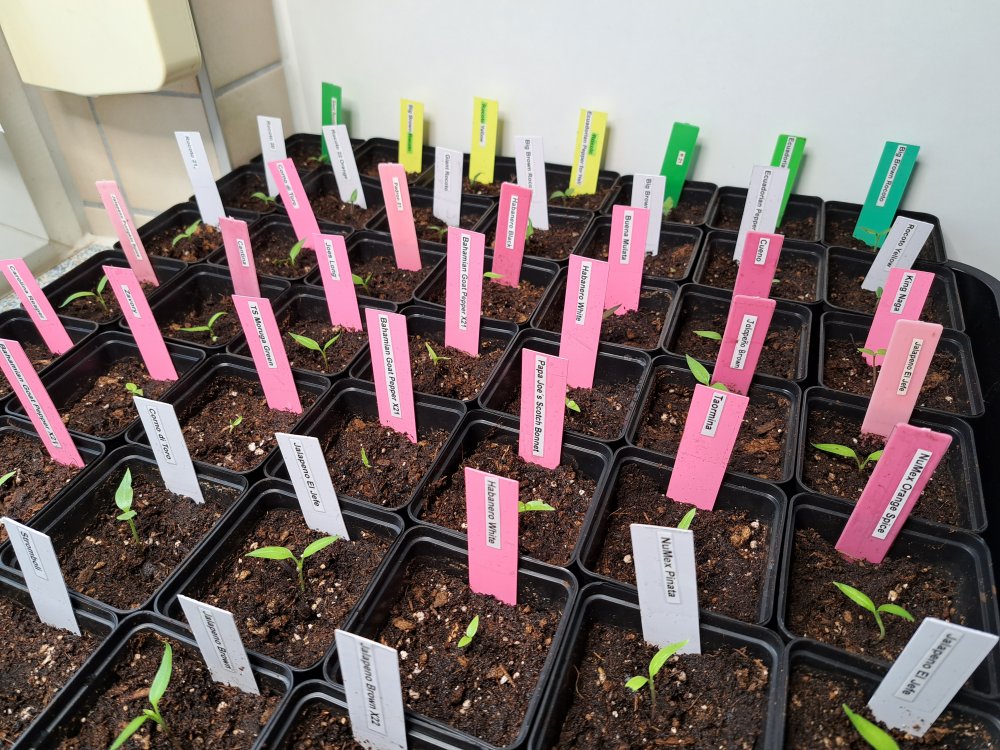 Eintopfen 290123 04.jpg