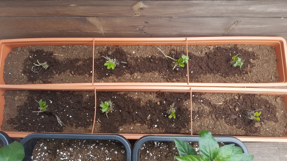 Erdbeeren 2019-05-12