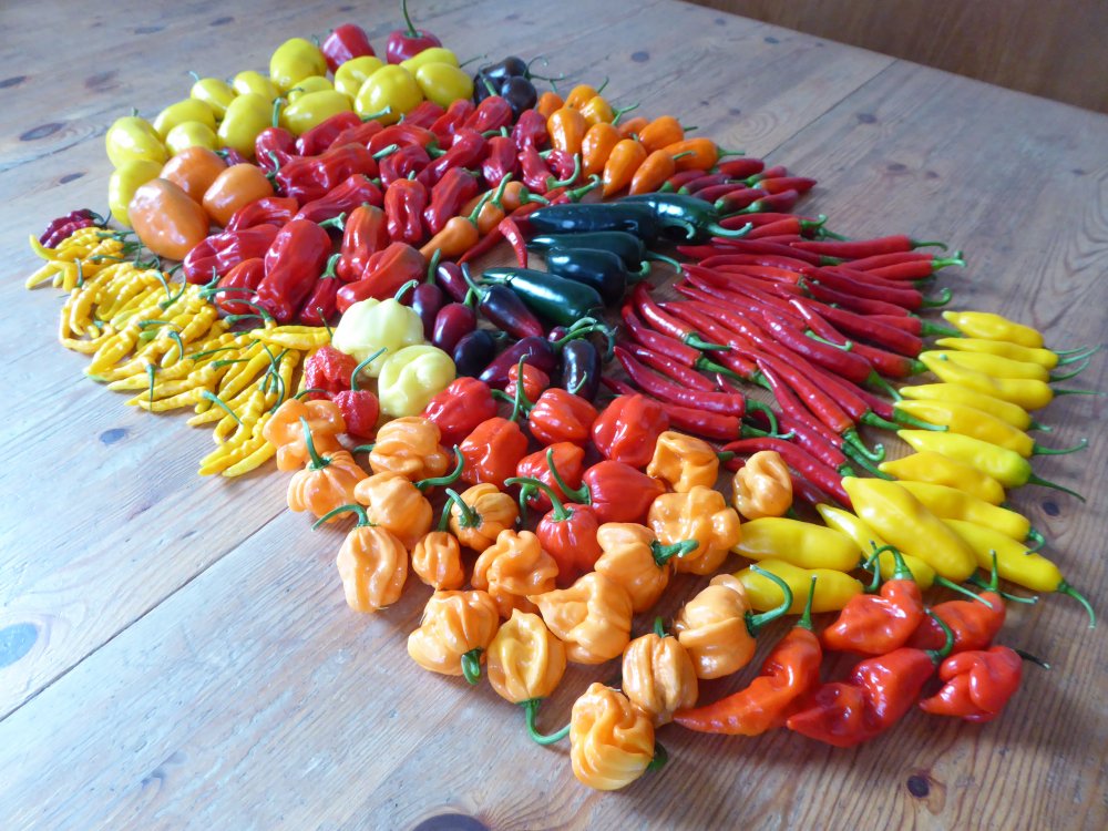 Ernte 190822 Überblick.JPG