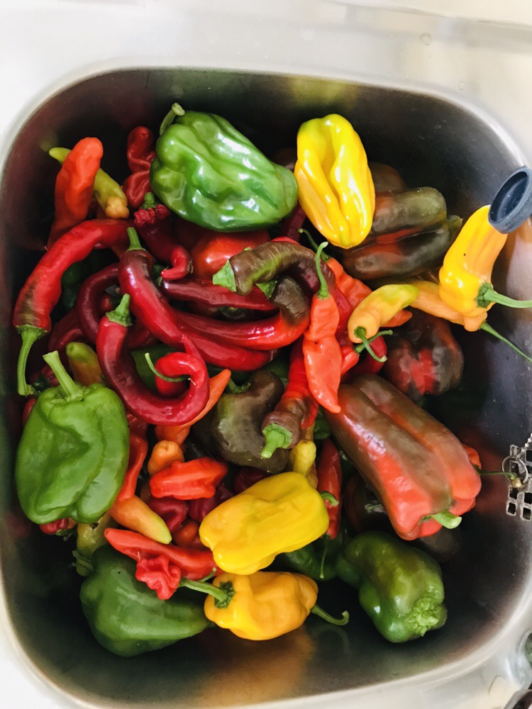 Ernte aus dem Gewächshaus