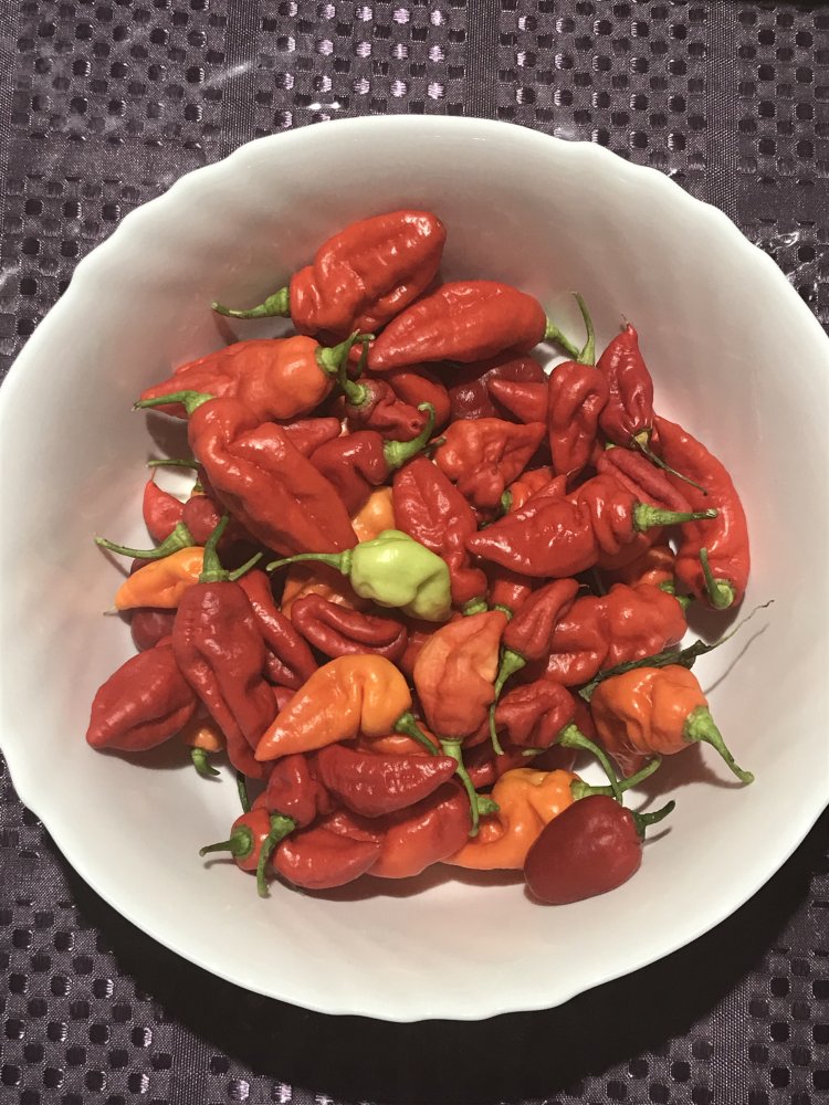 Ernte Cabe Gondol, Trinidad Hornet