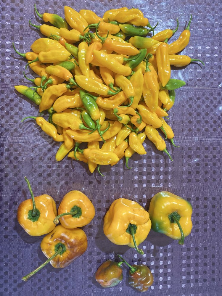 Ernte Tag der Einheit