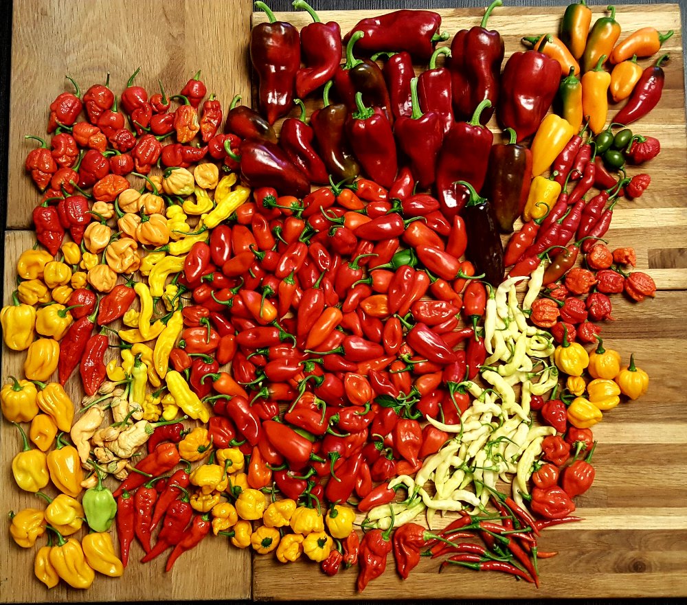 Ernte Chiliforum ChiliPepper.de
