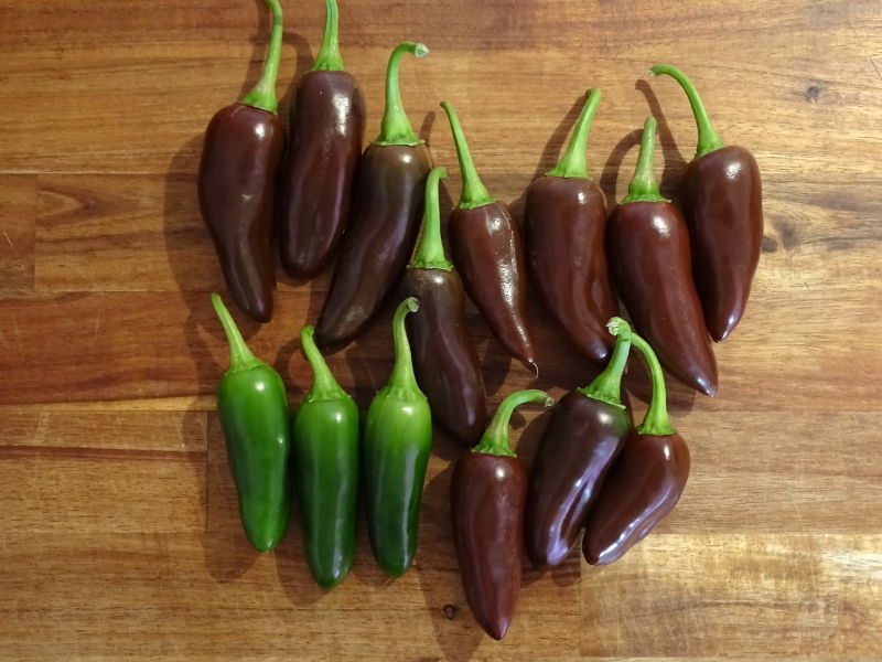 Mit Foto Jalapeño Brown ChiliPepper.de die