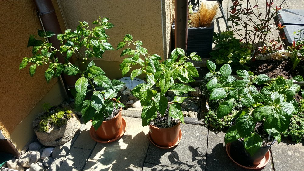 Exilpflanzen bei Oma. Bleeding Jigsaw, Madame Jeanette, Habanero Hot Lemon